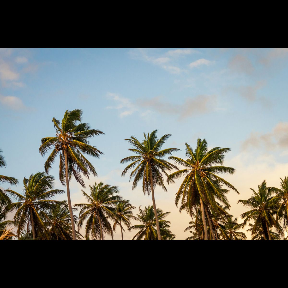 Coconut Tree of Life - Knowledge Bank